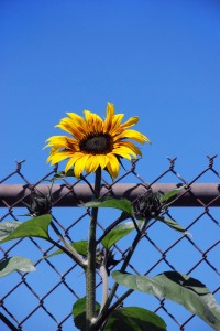 Sunflower on fence